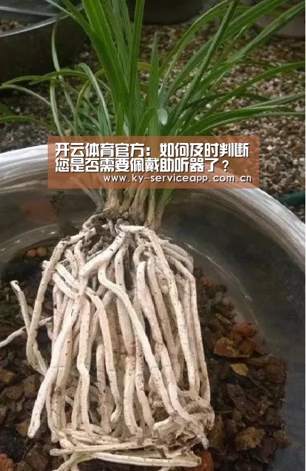 开云体育官方:如何及时判断您是否需要佩戴助听器了?(图2) 开云体育平台服务